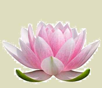 lotus-flower-2